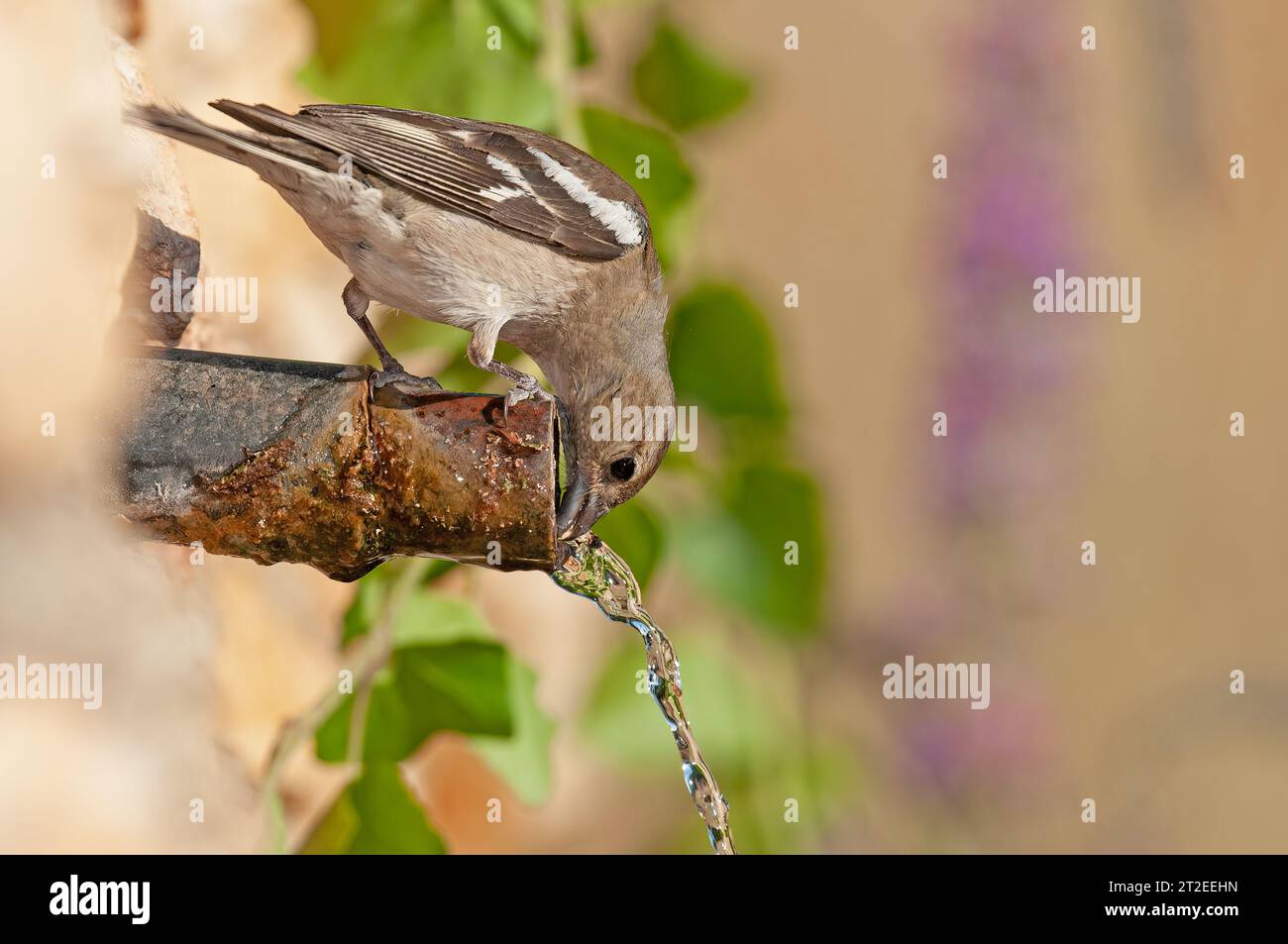 Fringilla coelebs trinken aus einem Brunnen. Vogeltrinkwasser. Stockfoto