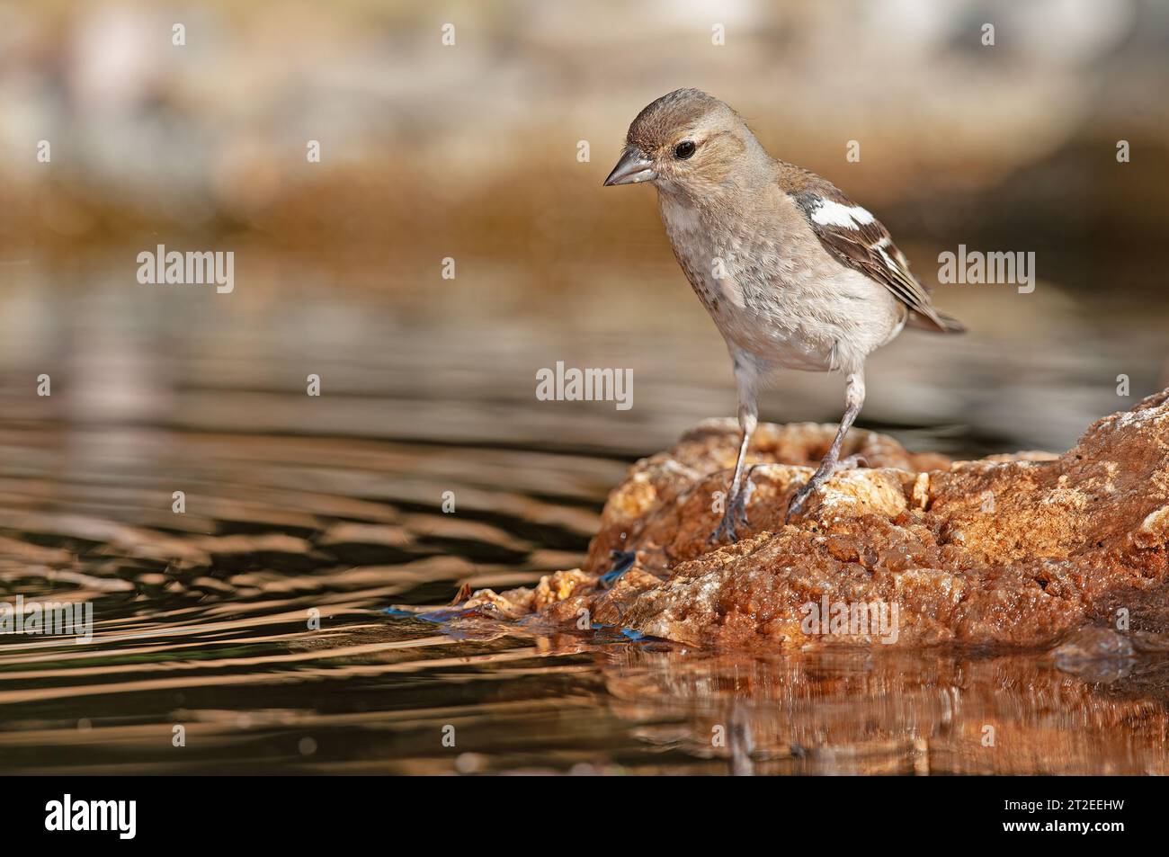 Fringilla Coelebs auf dem Felsen. Stockfoto