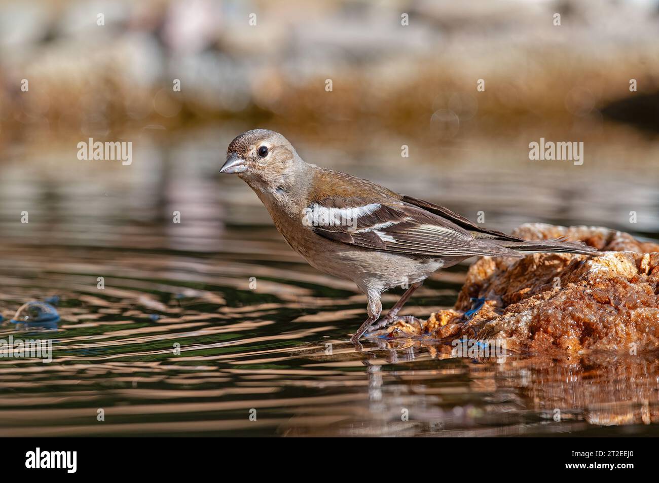 Fringilla Coelebs auf dem Felsen. Stockfoto