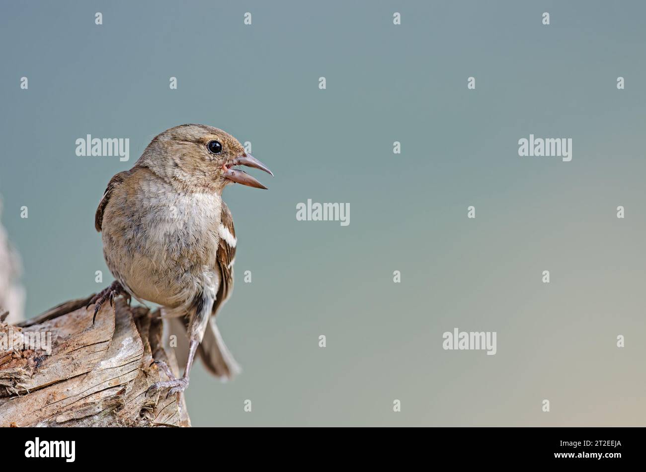 Weibliche Gemeine Chaffinch (Fringilla coelebs) auf einem Ast. Stockfoto