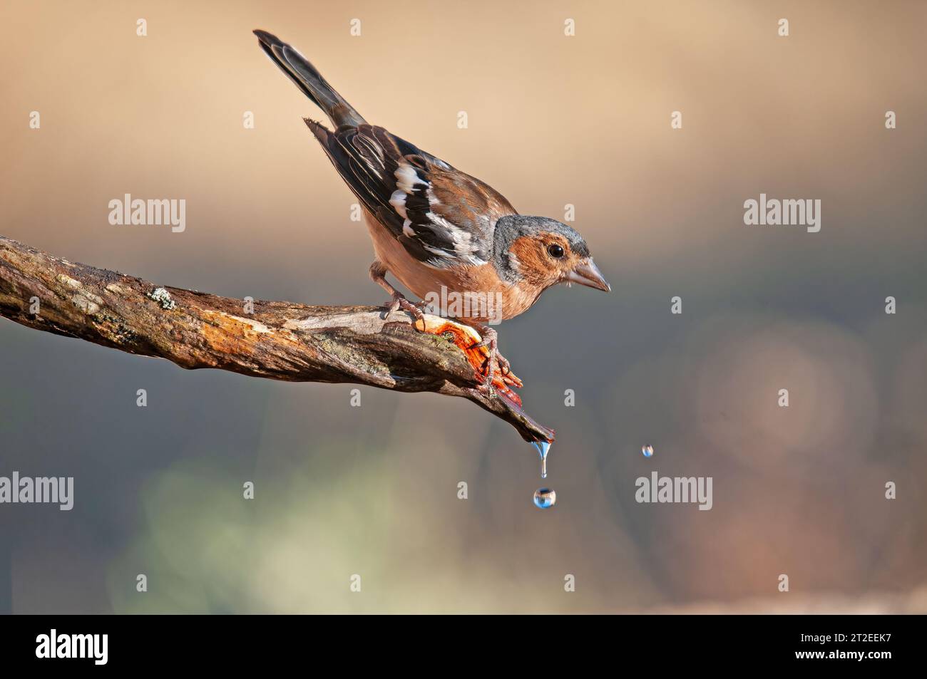 Fringilla coelebs trinken aus einem Brunnen. Vogeltrinkwasser. Stockfoto