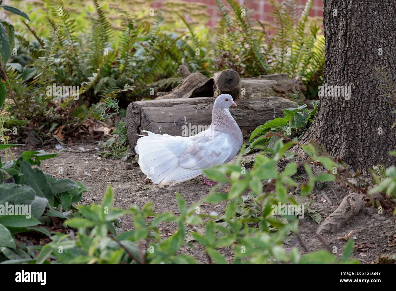 Fächertaube/Taube Columbidae Familie, Fächerförmiger Schwanz 30 - 40 Federn beliebte Rasse Fancy Taubenmutation Seidenspitze Fächerschwanz Wildvogel Herbst UK Stockfoto