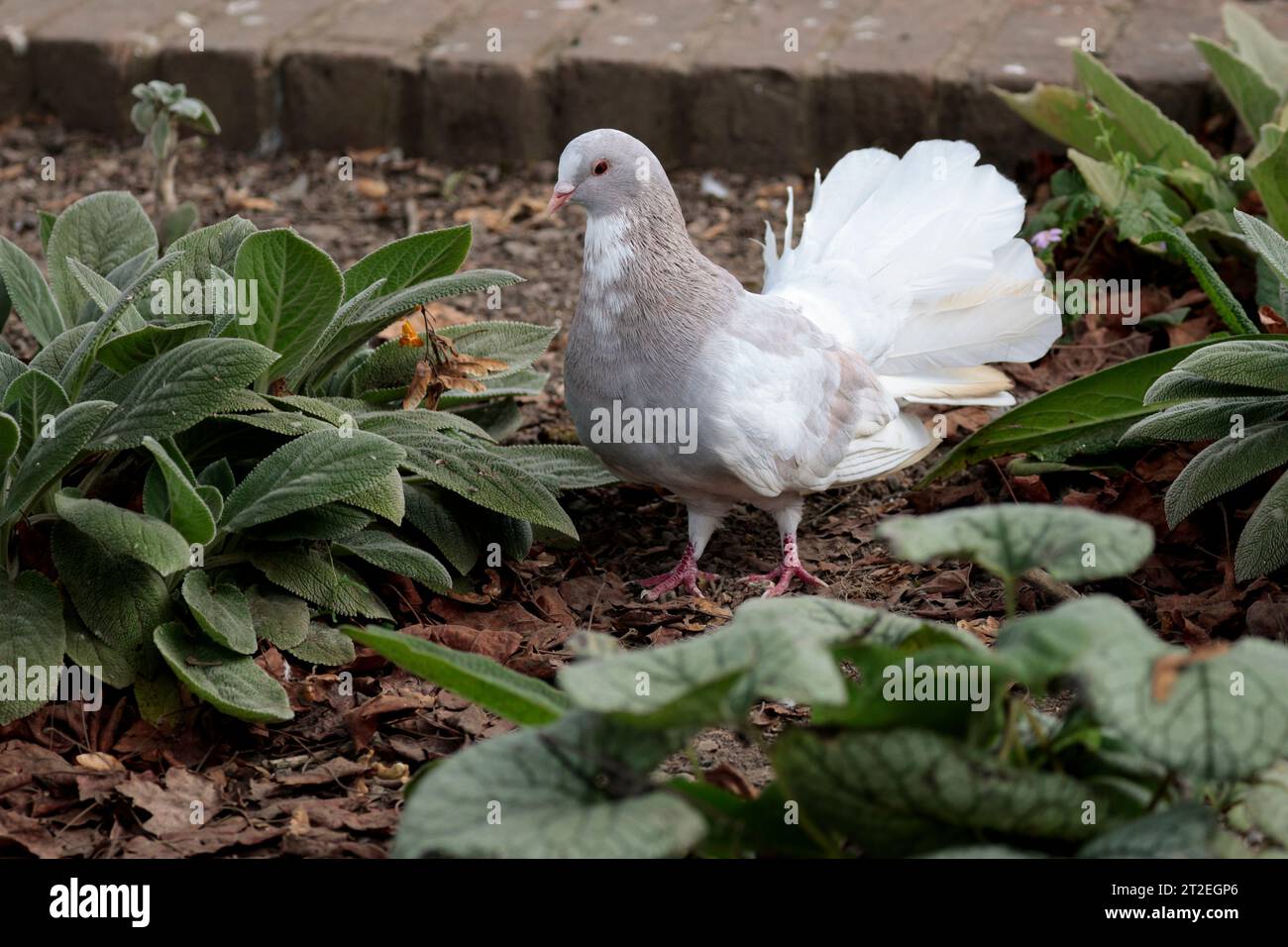 Fächertaube/Taube Columbidae Familie, Fächerförmiger Schwanz 30 - 40 Federn beliebte Rasse Fancy Taubenmutation Seidenspitze Fächerschwanz Wildvogel Herbst UK Stockfoto