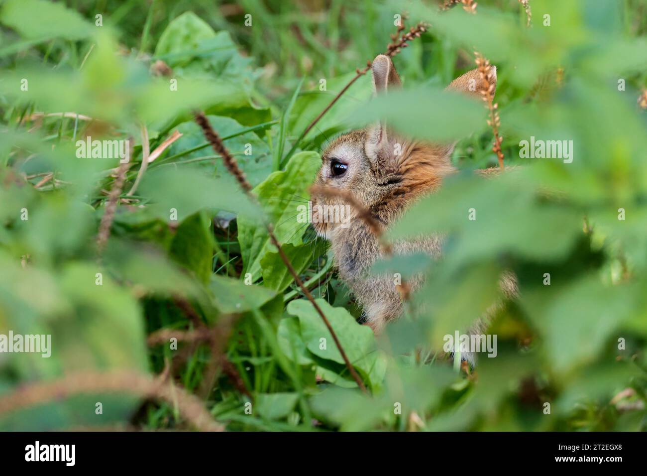 Kaninchen Oryctolagus cunniculus, graues und braunes Fell lange Ohren große Augen, die hier in Deckung der Vegetation zu sehen sind teilweise versteckte weiche Vordergrundbereiche Stockfoto