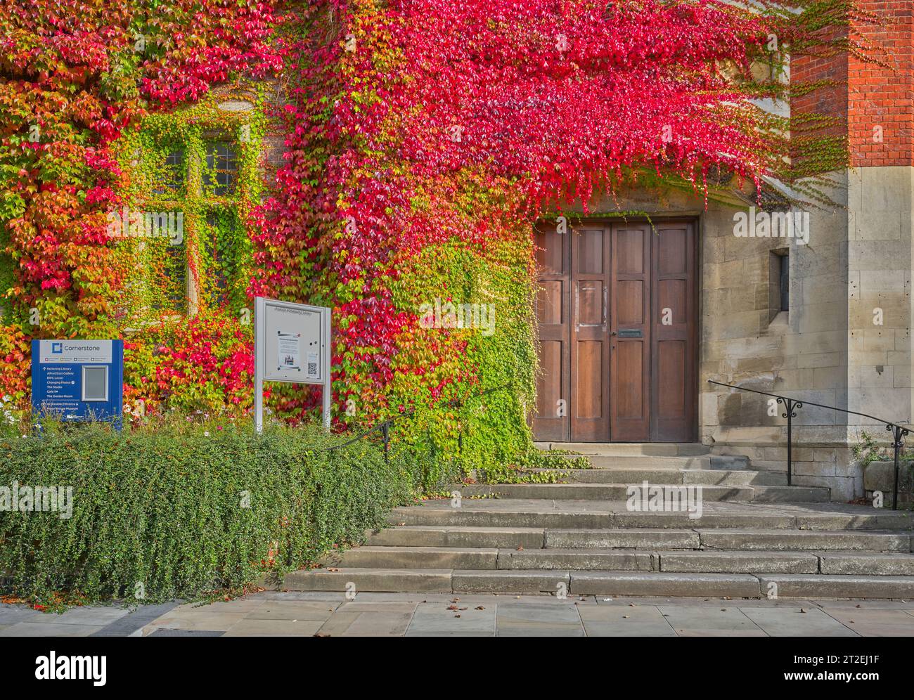 Herbstlich gefärbte Blätter einer Efeu-Kletterpflanze an der Wand einer öffentlichen Bibliothek in Kettering, England. Stockfoto