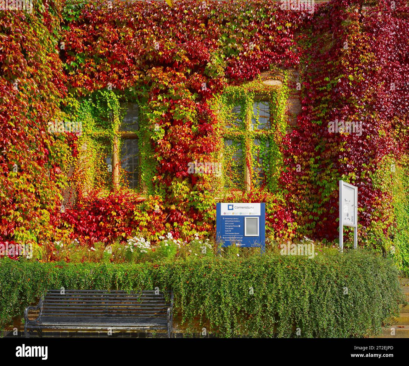 Herbstfarbene Blätter einer Efeu-Kletterpflanze an der Wand einer öffentlichen Bibliothek in Kettering, England. Stockfoto