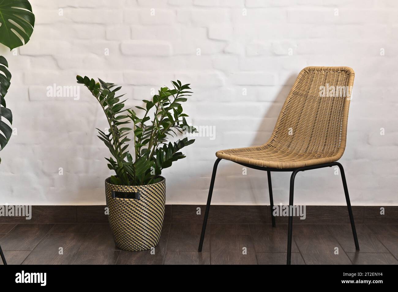 Ein Stuhl und eine Zimmerpflanze in einem Blumentopf. Vor dem Hintergrund einer weißen Ziegelmauer. Stockfoto