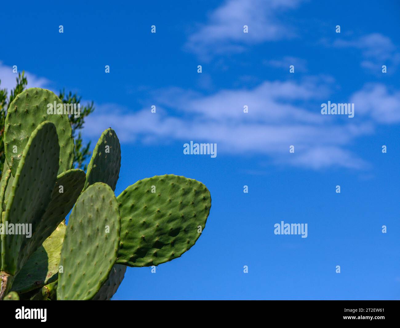 Kaktus am blauen Himmel im Herbst Stockfoto