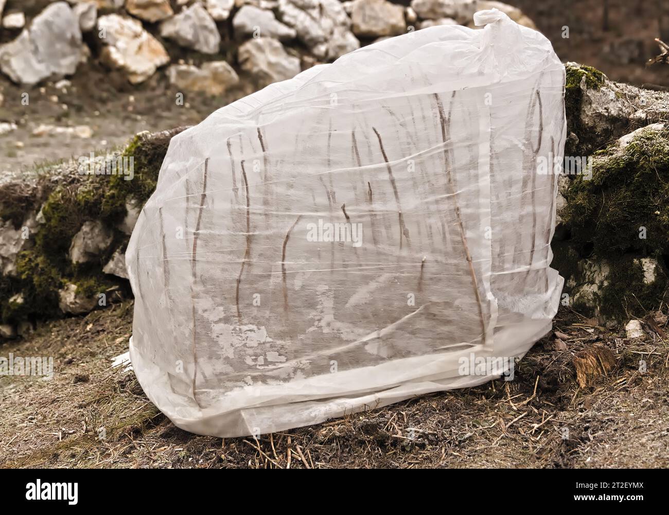 Blumendampf bedeckt, Kälteschutz im Winter Stockfoto