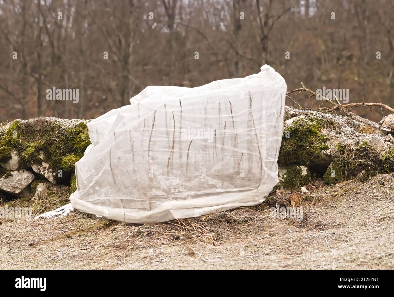 Blumendampf bedeckt, Kälteschutz im Winter Stockfoto