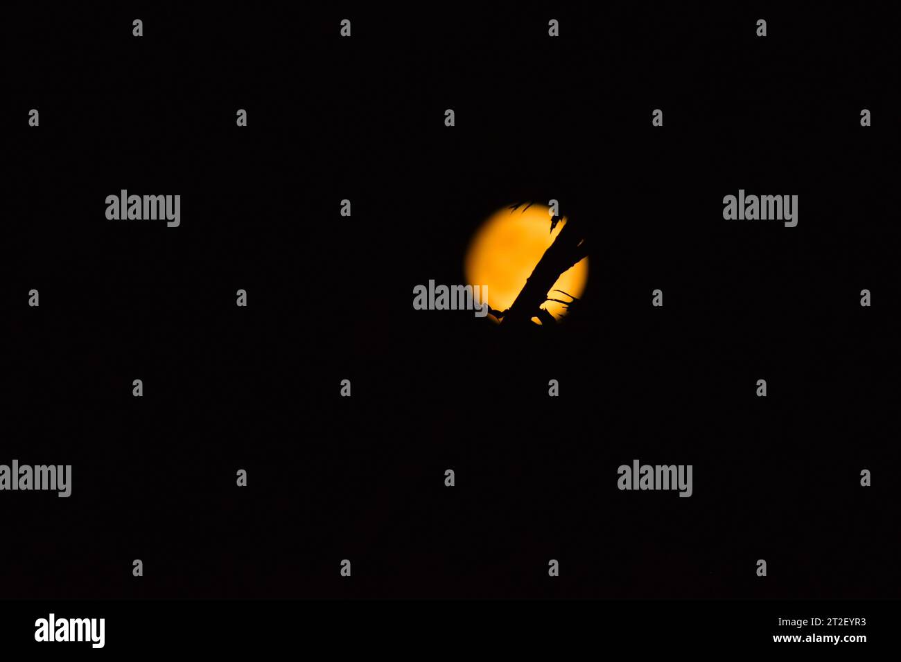Ein leuchtend orangener Erntemond bildet eine Eiche. Stockfoto