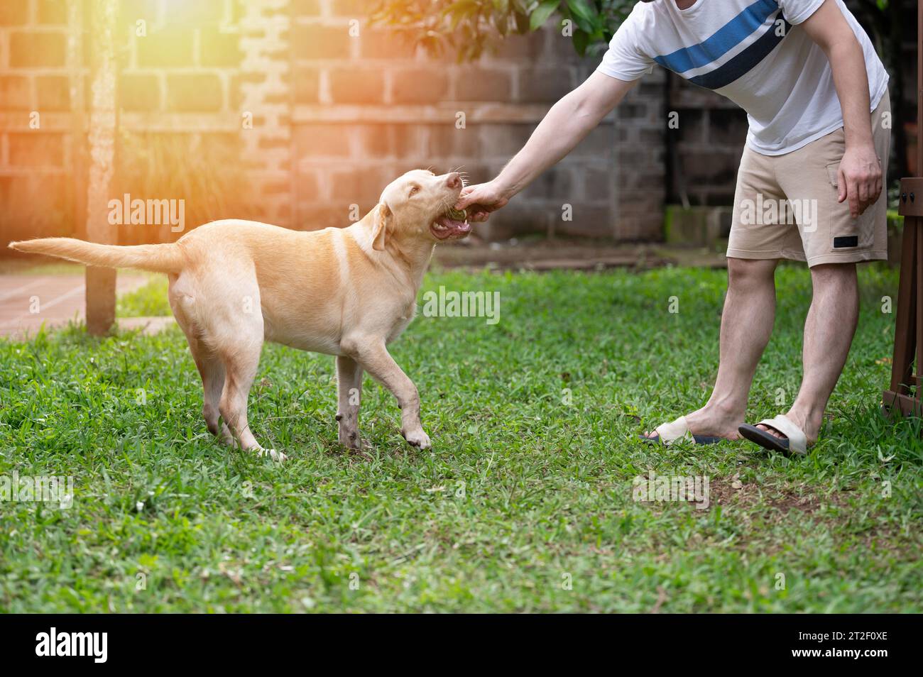 Besitzer Mann, der Spaß mit labrador Hund auf grünem Park Hintergrund hat Stockfoto