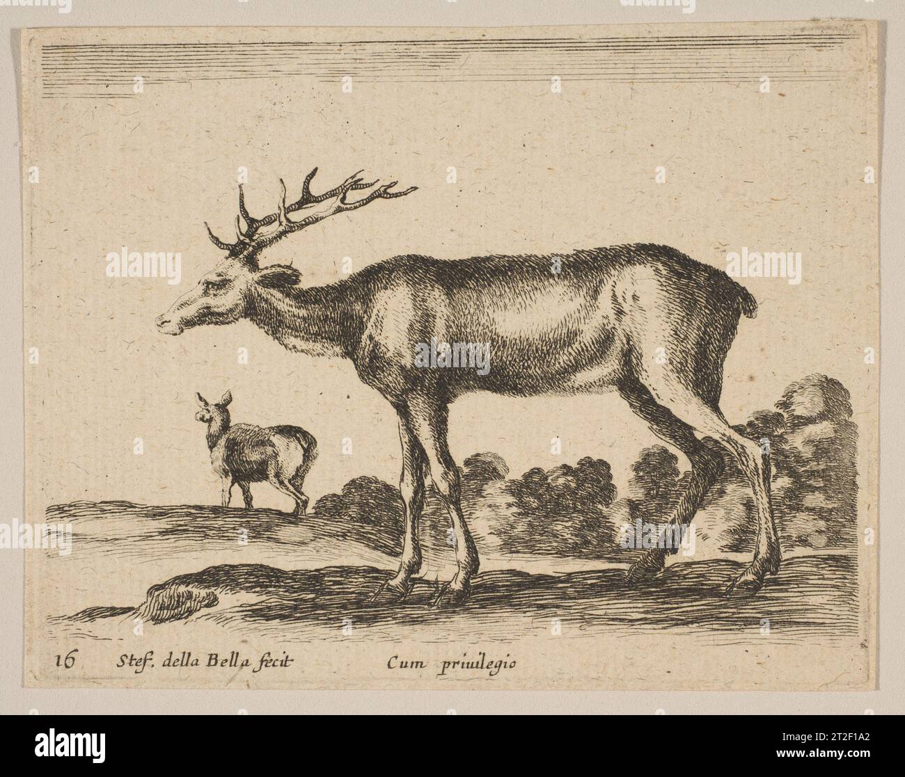 Platte 16: Hirsch, von 'verschiedenen Tieren' (Diversi animali) Stefano della Bella Italian ca. 1641 Stockfoto