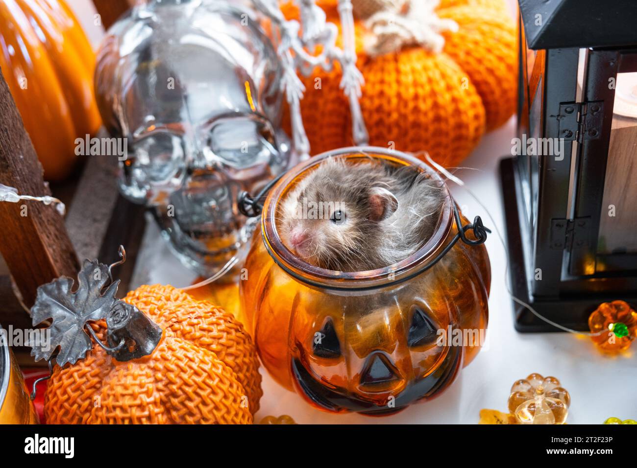 Lustiger, zotteliger, flauschiger Hamster sitzt in einem Kürbis im ausgeschnittenen runden Loch und kaut Kürbis in einem Halloween-Dekor zwischen Girlanden, Windlichtern und Kerzen. Stockfoto