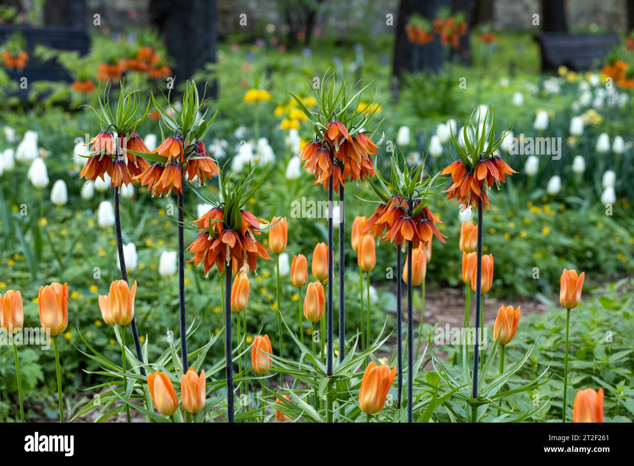 Im Frühling blüht die Pulsatilla vulgaris im Garten rot Stockfoto