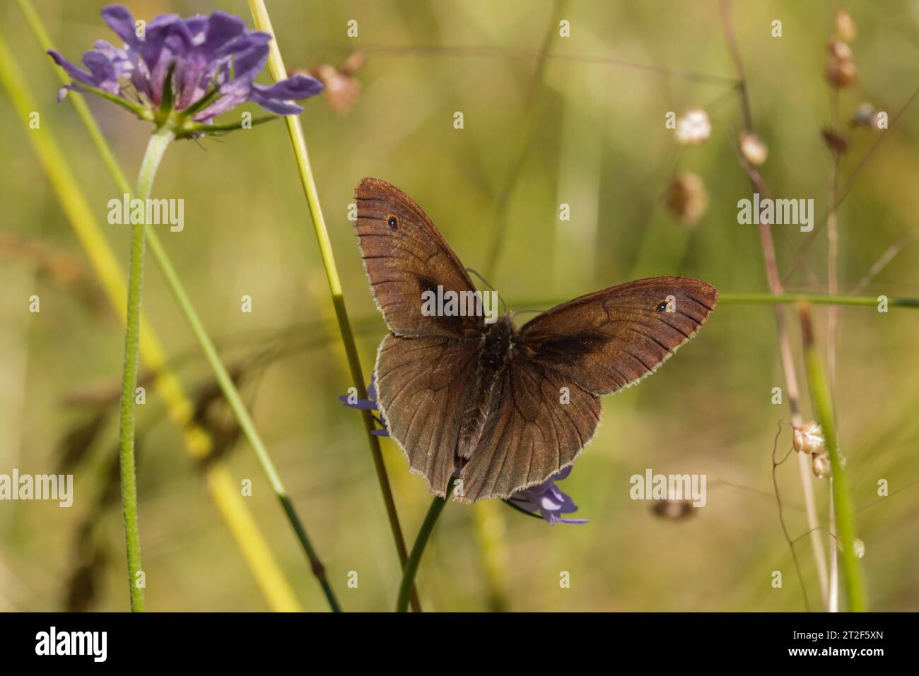 Wiesenbraun männlich (Maniola jurtina) auf der Wiese Stockfoto
