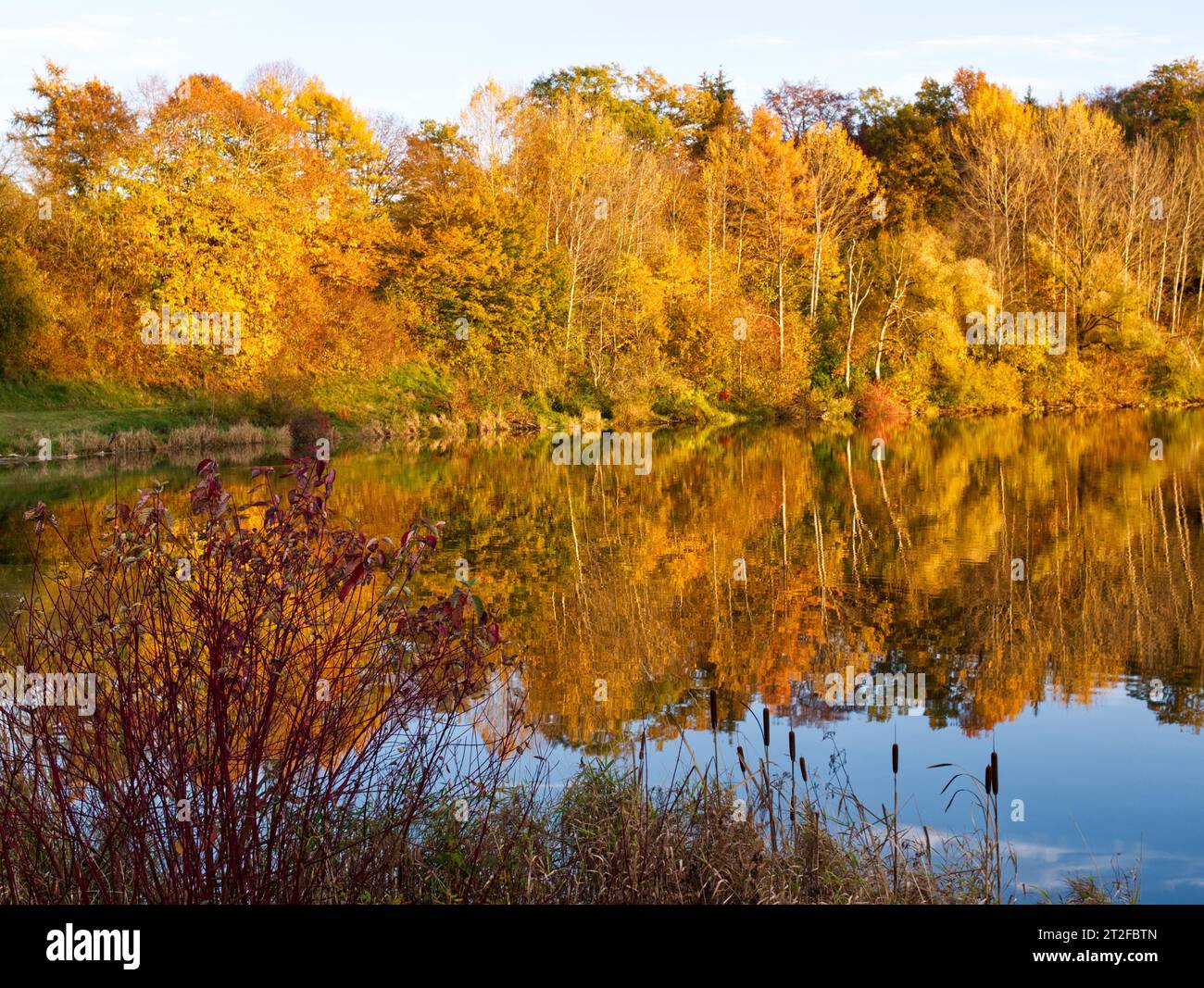 Goldener Herbstwald mit Reflexion im See bei Haslach, Baden-Württemberg, Deutschland Stockfoto