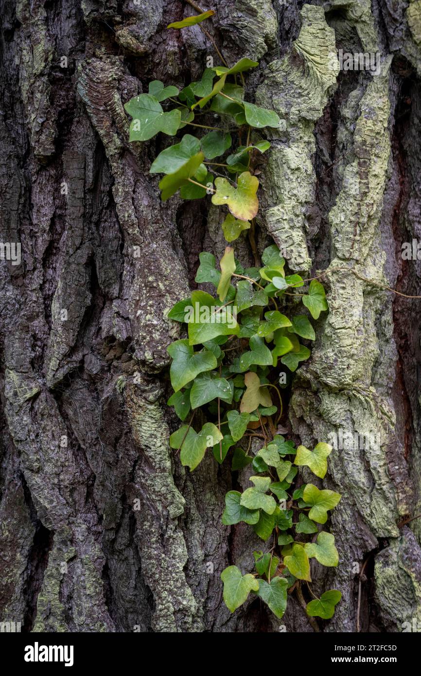 Baumstamm mit Efeu bewachsen, Wales, Großbritannien Stockfoto