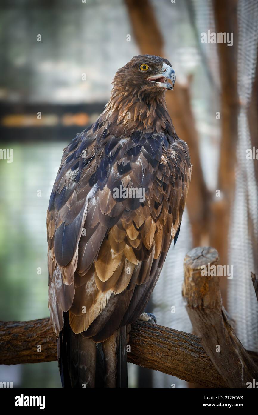Ein Tag im Zoo Stockfoto