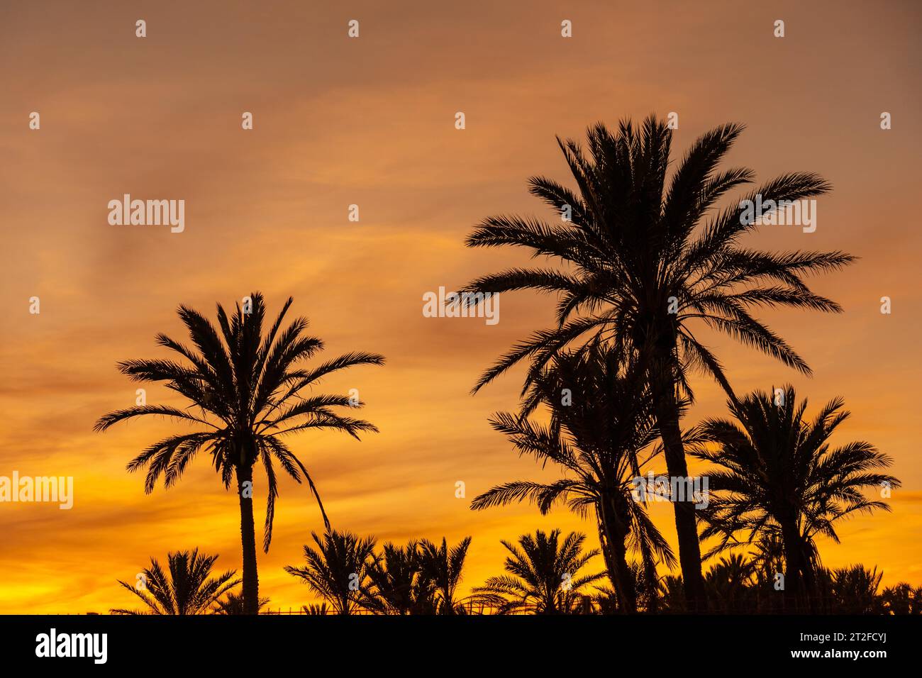Silhouette von Palmen bei einem orangefarbenen Sonnenuntergang in der Stadt Torrevieja. Weiße Küste des Mittelmeers von Alicante. Spanien Stockfoto
