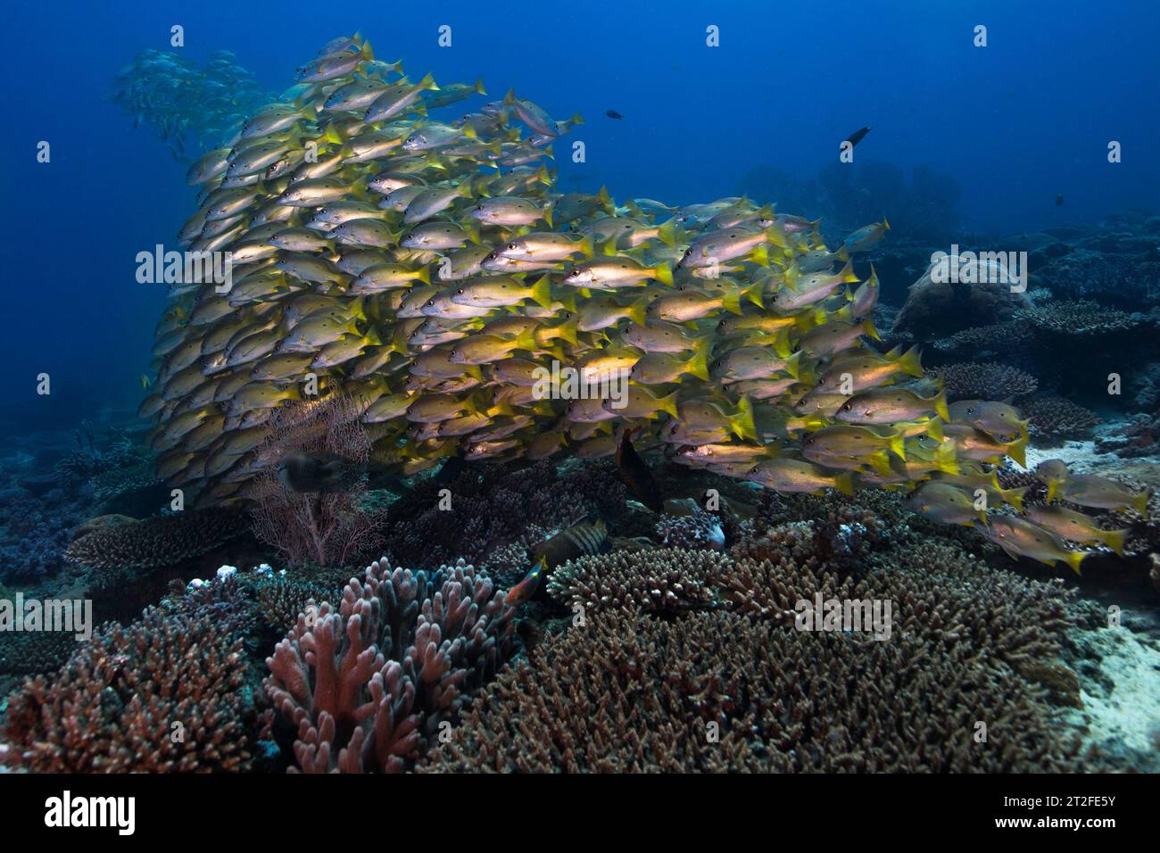 Eine große Schule von Dory-Schnappfischen (Lutjanus fulviflamma), gelbe Fische mit einem schwarzen Punkt, der zusammen über dem Korallenriff in der Tiefsee schwimmt Stockfoto