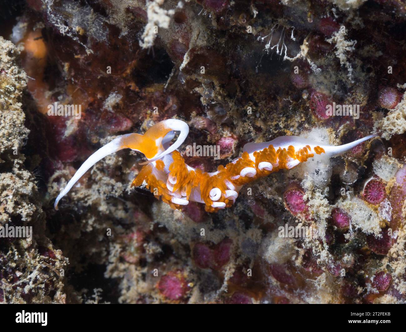 Eine hübsche Nacktschnecke (Gattung Moridilla) mit weißem Körper und orangen und weißen Cerata unter Wasser Stockfoto