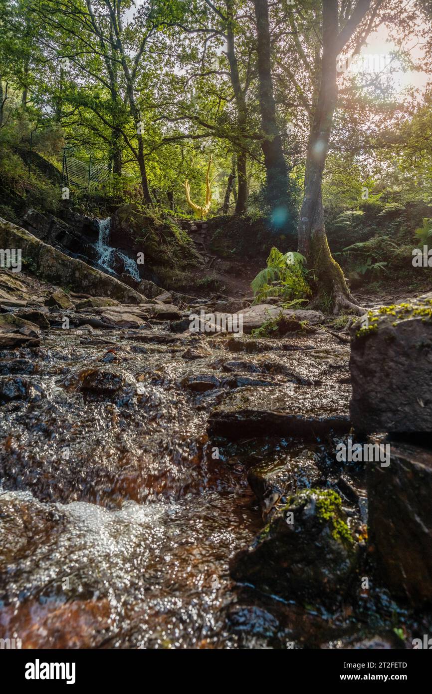 Ein Wasserfall im Arbre D'Or im Wald Broceliande, einem mystischen französischen Wald im Departement Ille-et-Vilaine in der Bretagne, in der Nähe von Rennes. Stockfoto