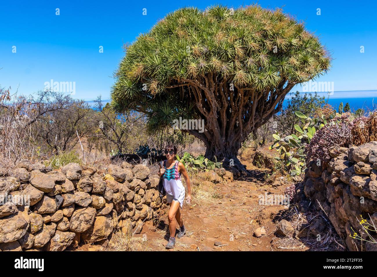 Eine junge Frau in einem riesigen Drachenbaum auf dem Las Tricias Trail. Garafia-Stadt im Norden der Insel La Palma auf den Kanarischen Inseln Stockfoto