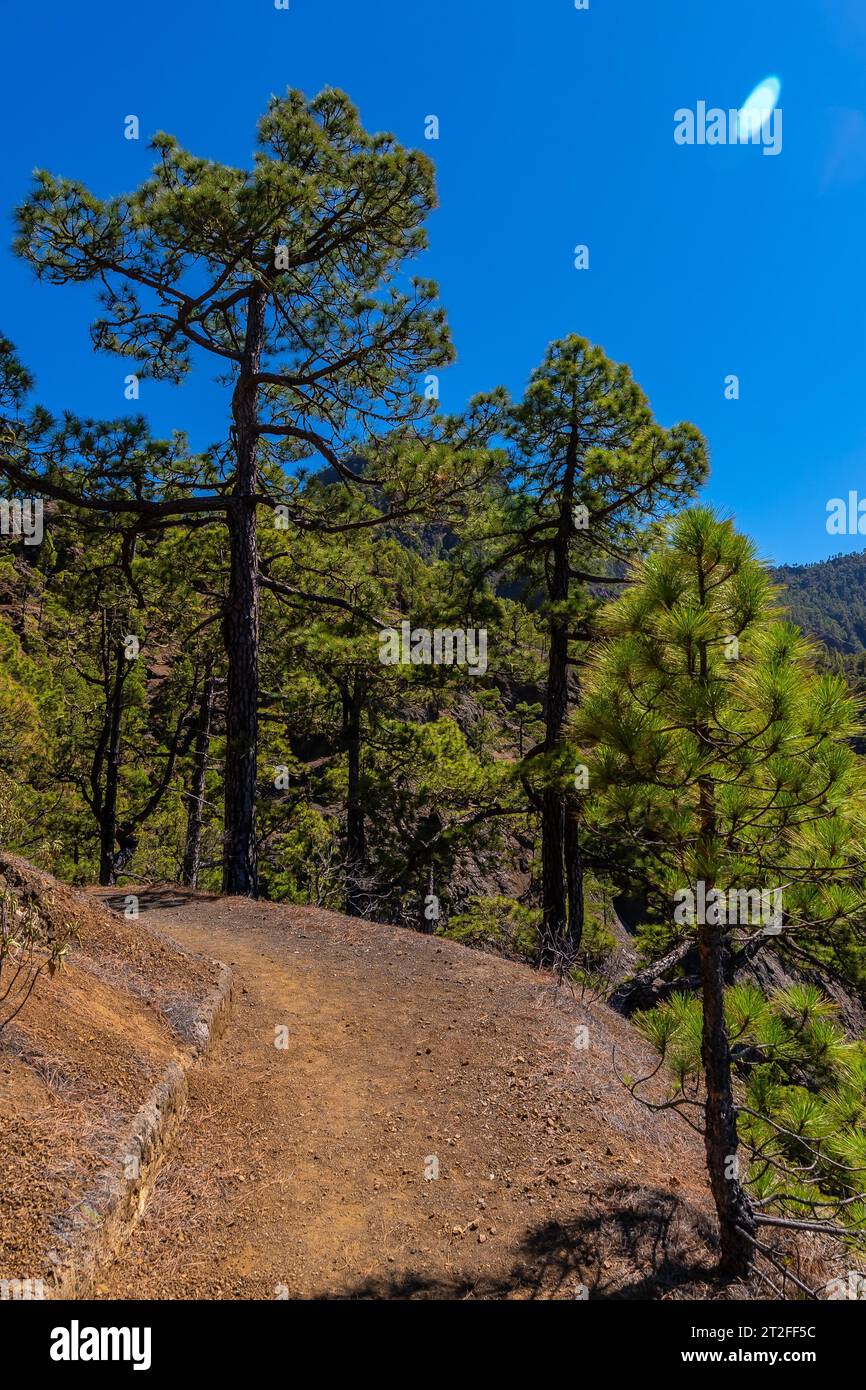 Pfad zwischen Bäumen auf der Wanderung zum Gipfel von La Cumbrecita neben den Bergen der Caldera de Taburiente, Insel La Palma, Kanarische Inseln, Spanien Stockfoto