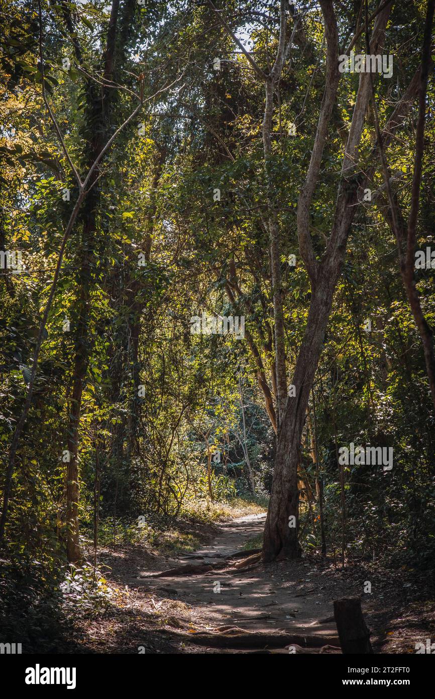 Ein wunderschöner Pfad im Wald der Tempel von Copan Ruinas. Honduras Stockfoto