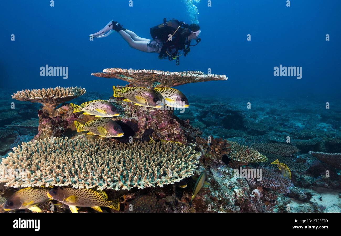 Weibliche Taucherin erkunden das Riff mit Plattenkorallen (Gattung Acropora) und einigen Schwarzfleckenfischen (Plectorhinchus gaterinus) in tropischer Wa Stockfoto