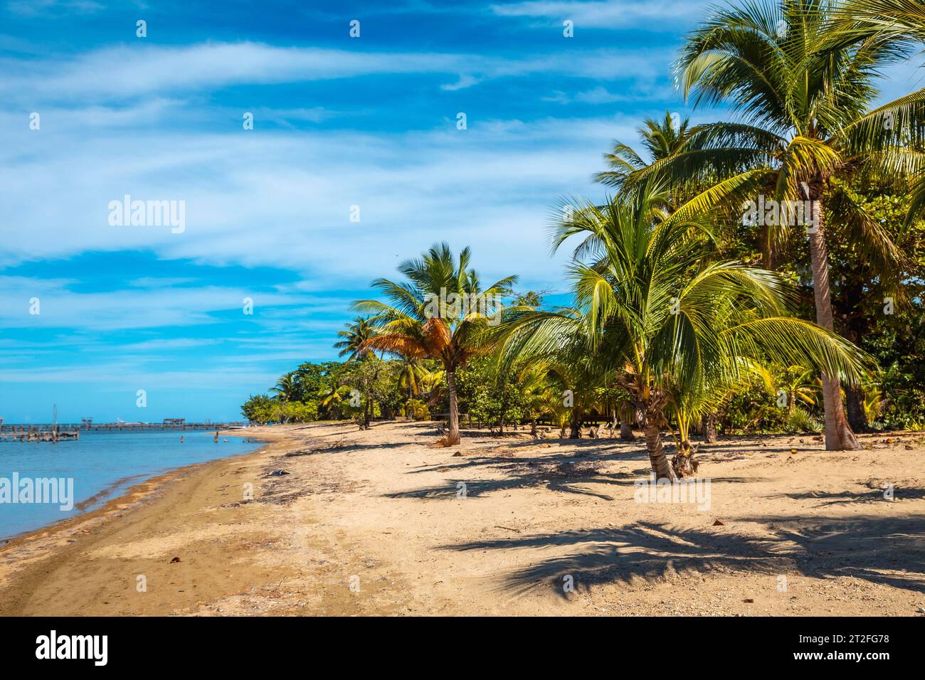 Palmen am Strand von Sandy Bay auf Roatan Island. Honduras Stockfoto