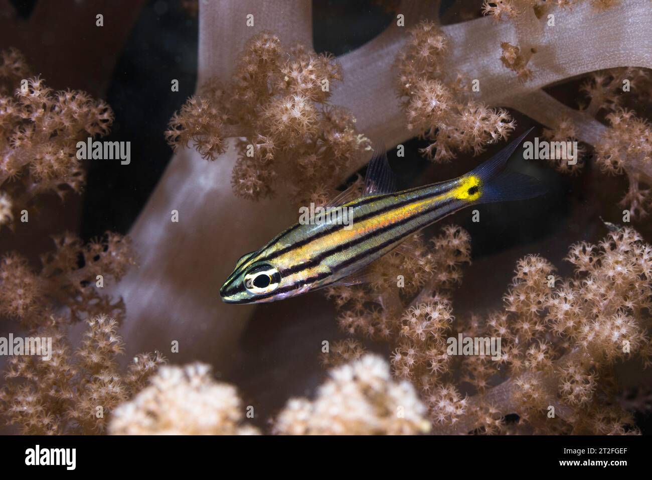 Makro eines Fiveline Cardinalfisches (Cheilodipterus quinquelineatus) gelb bis silber mit fünf schwarzen Linien über den Körper, unter Wasser auf den Korallen Stockfoto