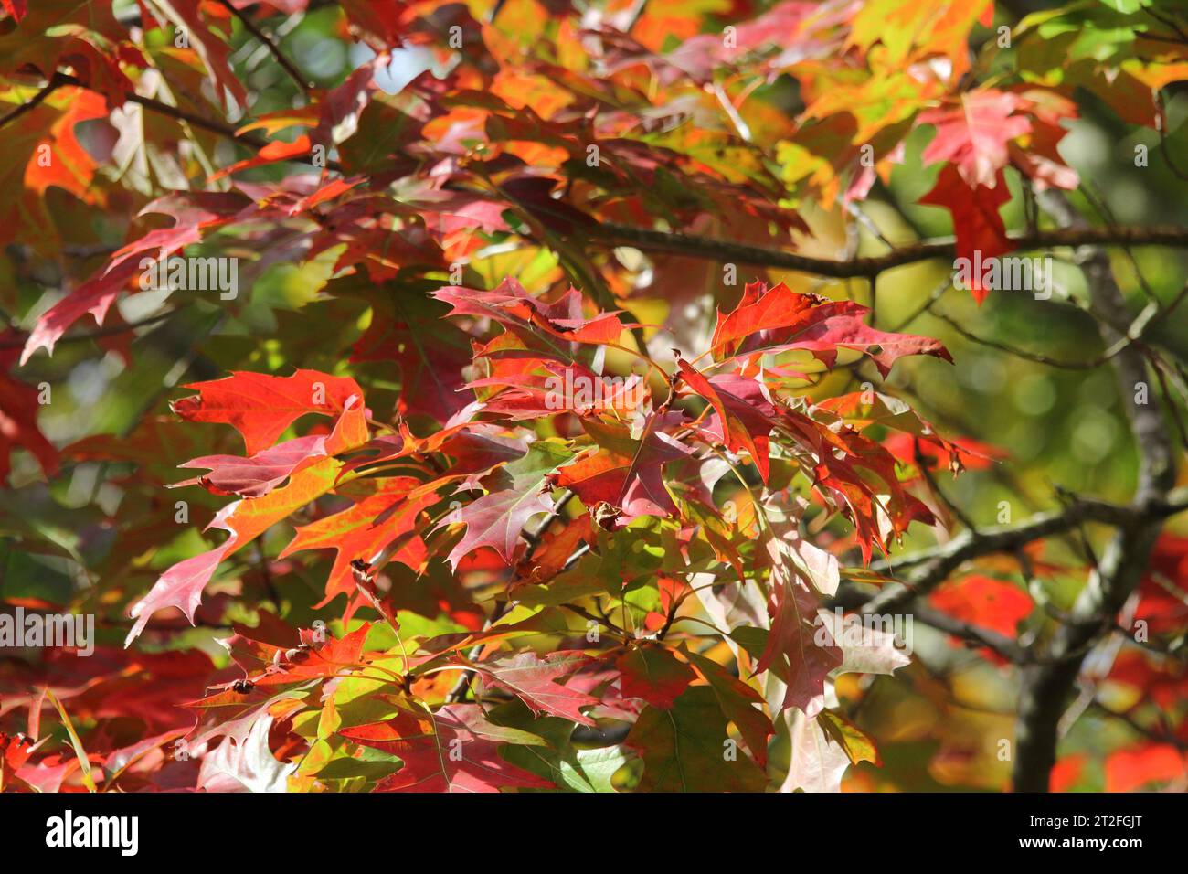 Die herbstlichen Blätter der Roten Eiche, Quercus Rubra Stockfoto