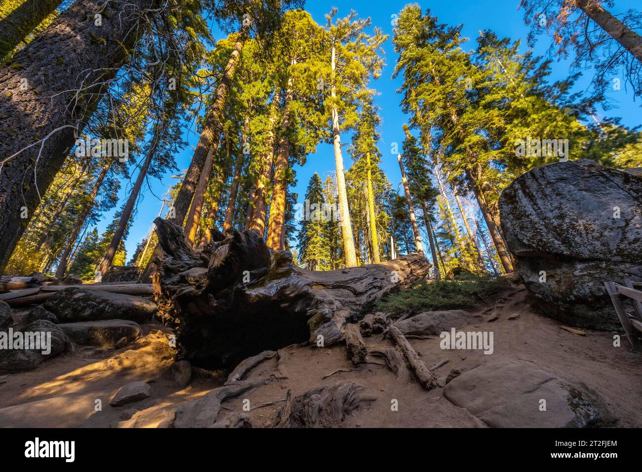 Ein junger Mann, der auf einem toten Baum im Sequoia National Park, Kalifornien, läuft. Usa Stockfoto