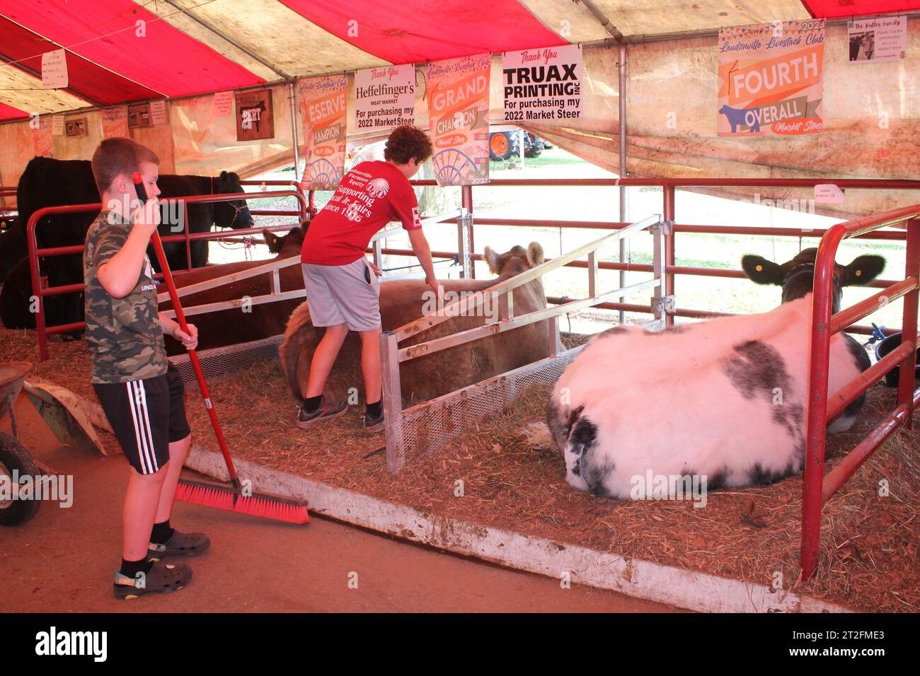 Legen mit Kühen (Menschen, die mit Kühen durch Zusammenlegen interagieren) Stockfoto