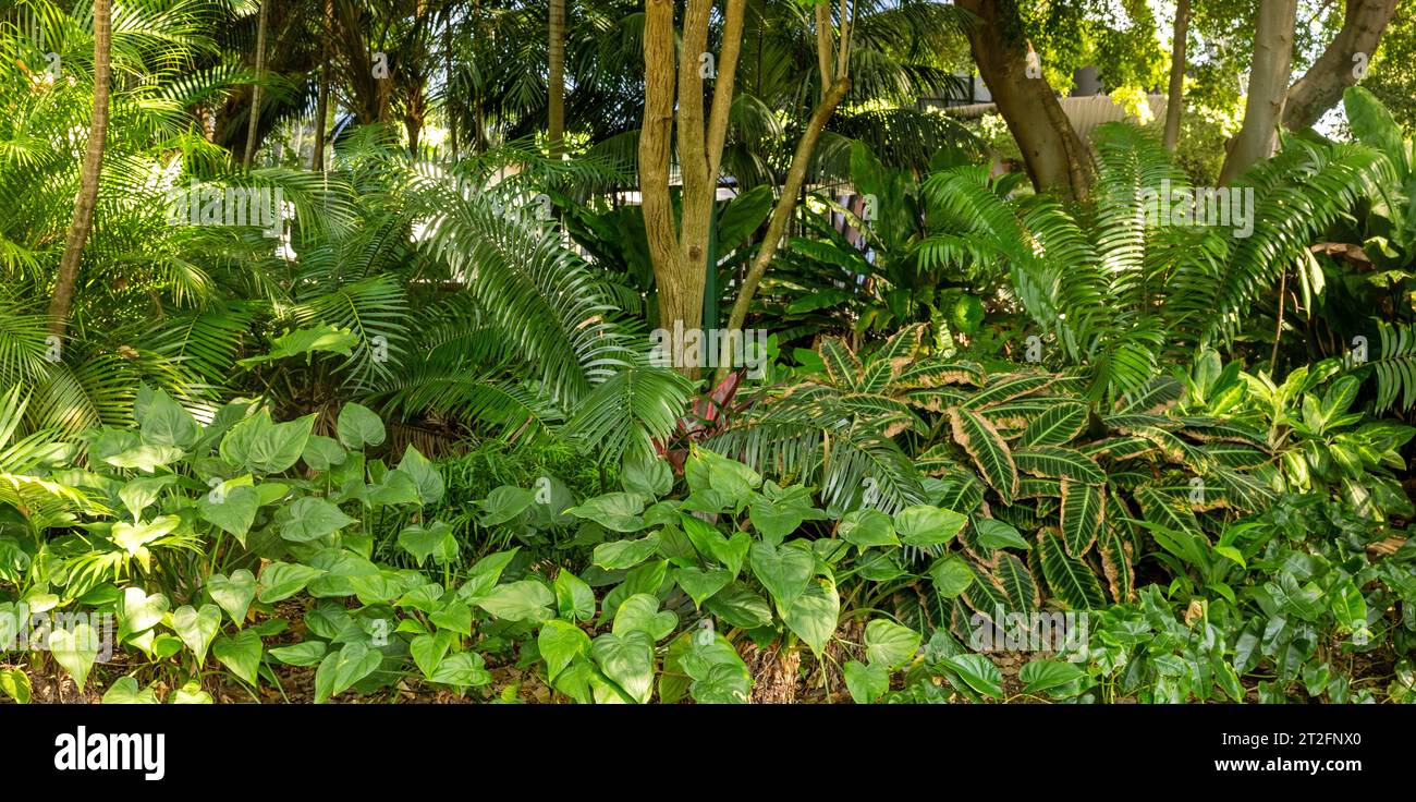 City Botanic Gardens zum Entspannen im CBD von Brisbane, Queensland, Australien Stockfoto