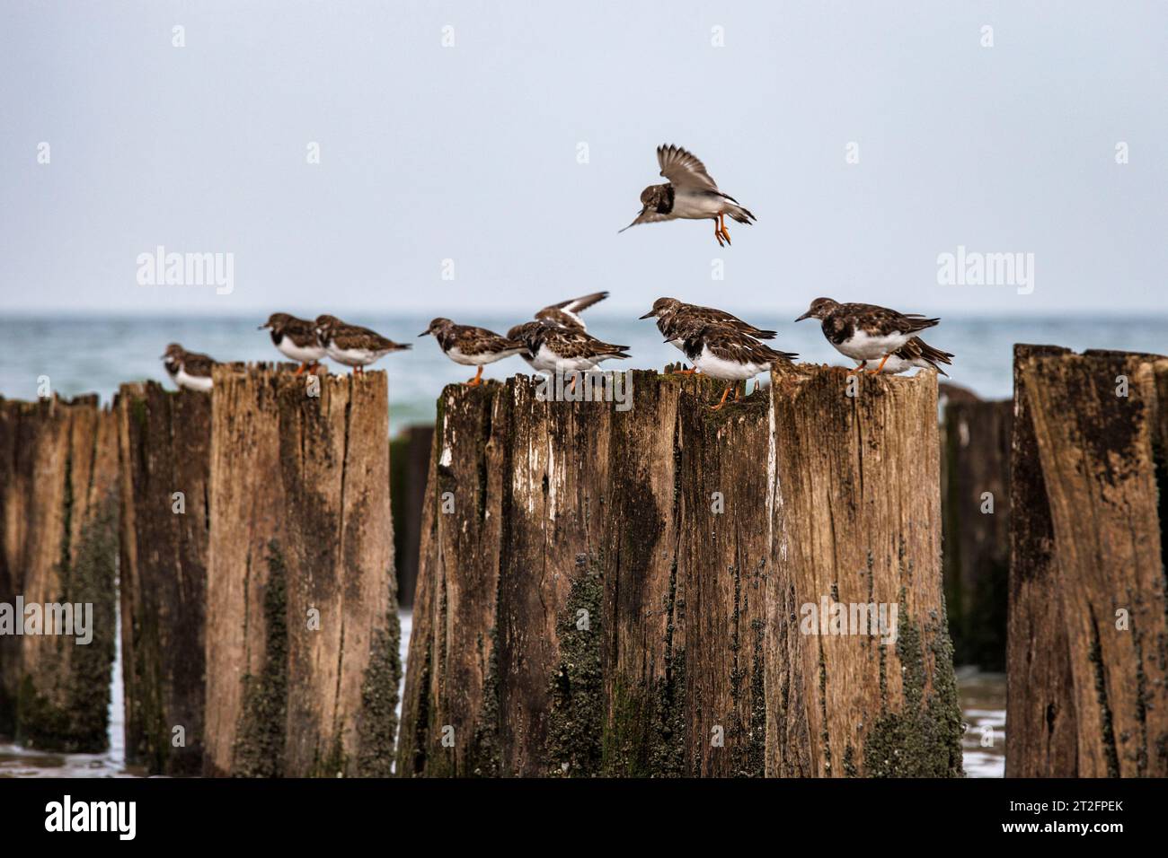 Dunlins (Calidris alpina) am Strand in Ooostkapelle auf Walcheren, Zeeland, Niederlande. Alpenstrandlaeufer (Calidris alpina) am Strand von Oostkape Stockfoto