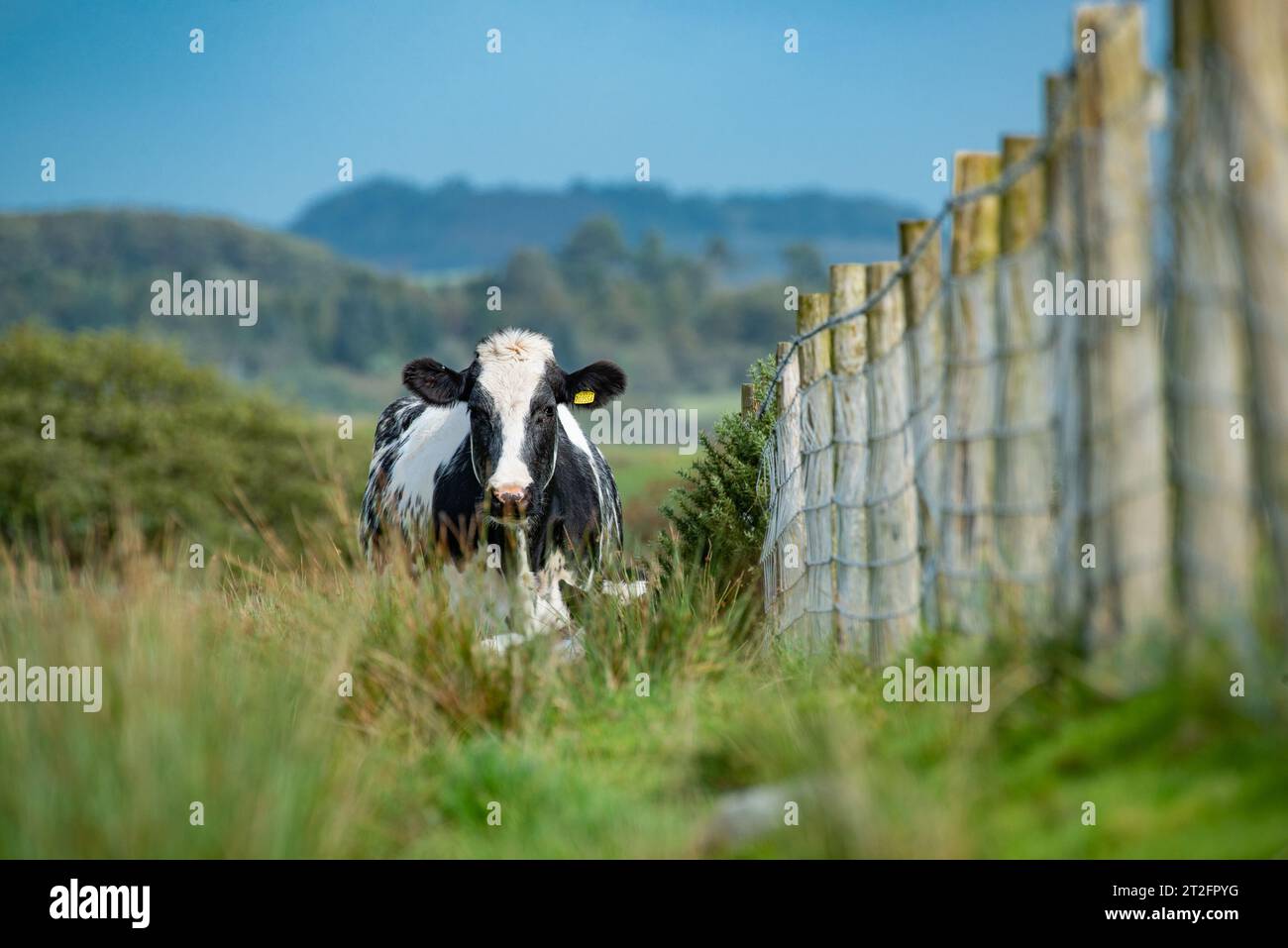 Eine Rinderkuh und Zaun, Lancashire, Großbritannien. Stockfoto