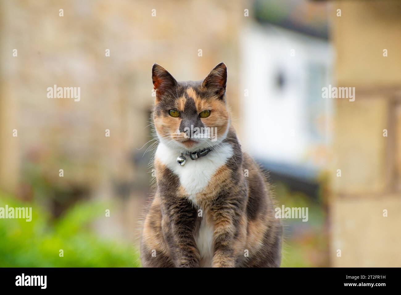 Katze mit schwarzer Nasenmarkierung und Halsband mit Glocke, Lancashire, Großbritannien. Stockfoto