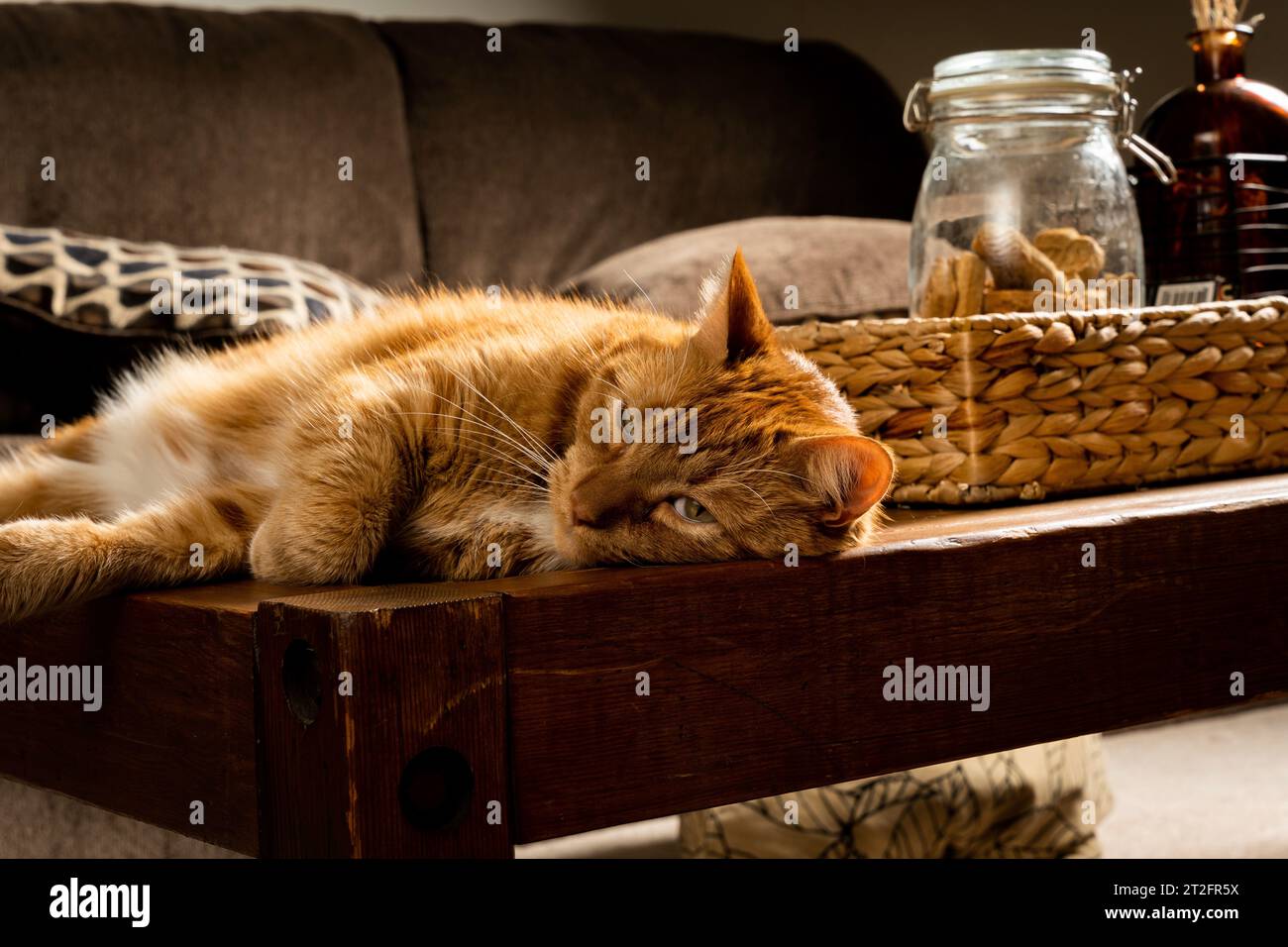 Die orangene Tabbykatze liegt auf einem Couchtisch im Wohnzimmer Stockfoto