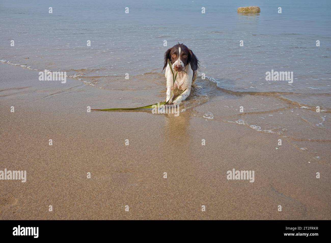 Ein 5 Monate alter springer Spaniel, der am Rand des Meerwassers sitzt und in die Kamera schaut Stockfoto