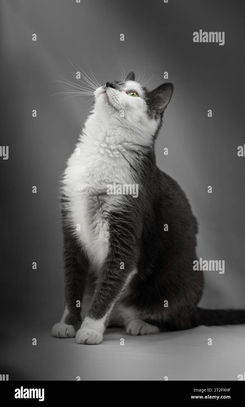 Graue und weiße Katze posiert für ein Foto in einem Studio Stockfoto