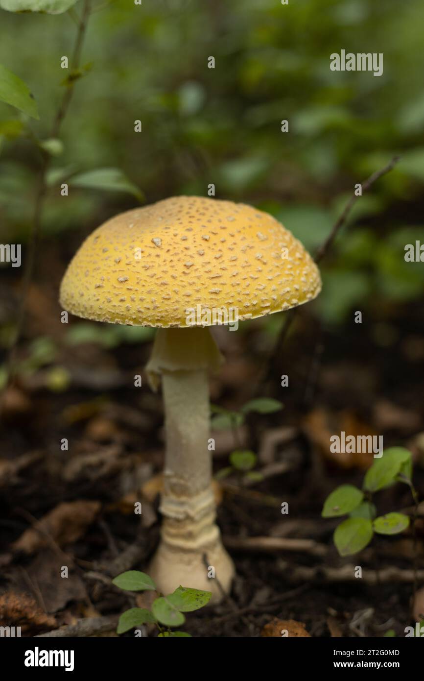 Ein wunderschöner Pilz auf einem Waldboden. Stockfoto