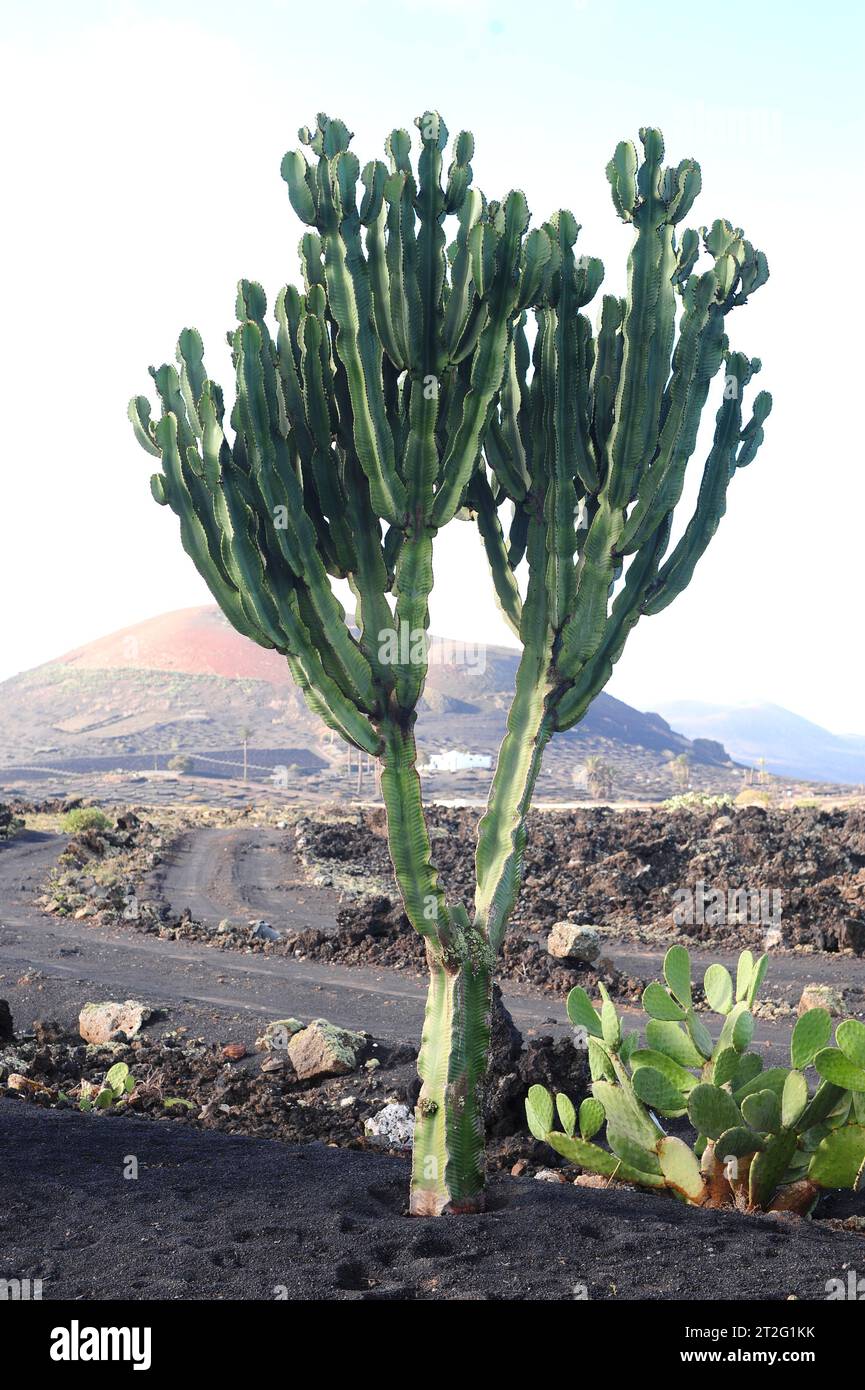 Candelabra Tree (Euphorbia Candelabrum) ist eine saftige Pflanze aus Ostafrika. Dieses Foto wurde in Lanzarote, Spanien, auf den Kanarischen Inseln aufgenommen. Stockfoto