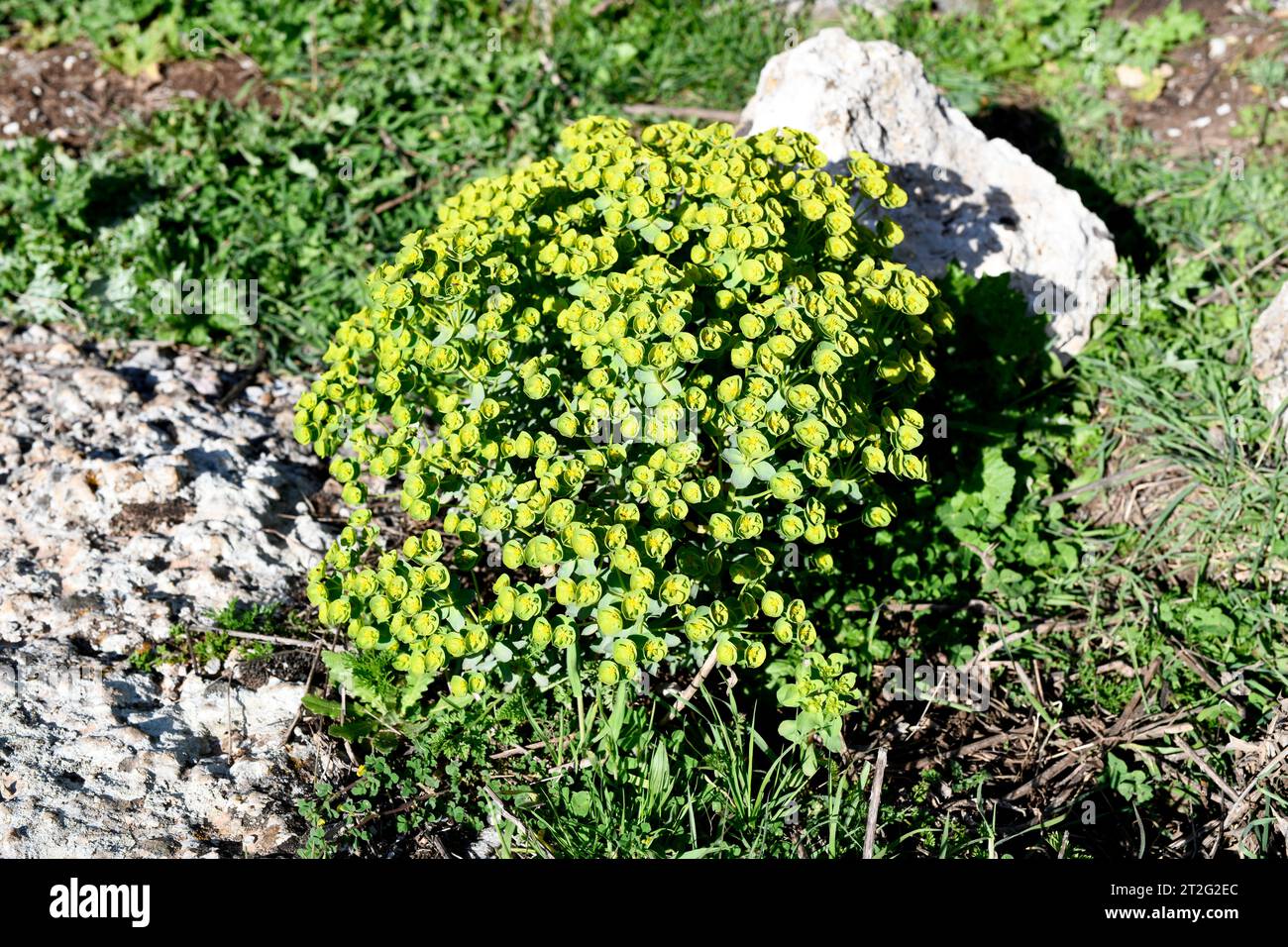 Grainfield Spurge (Euphorbia segetalis) ist ein einjähriges Kraut, das im westlichen Mittelmeerraum beheimatet ist. Dieses Foto wurde in El Torcal de Antequera, Málaga und aufgenommen Stockfoto