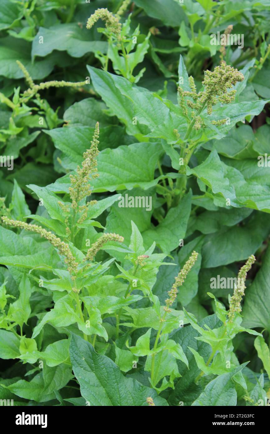 Guter König Heinrich (Chenopodium Bonus-henricus) Stockfoto