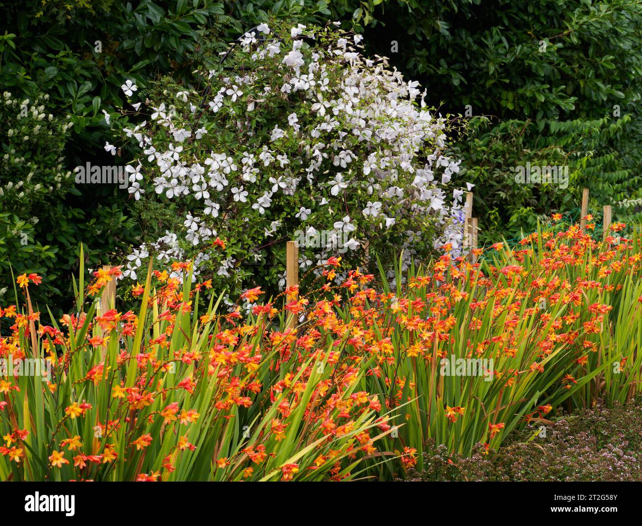 Orange Crocosmia im Kontrast zu einer weißen Clematis in den Breezy Knie Gardens in der Nähe von York Stockfoto