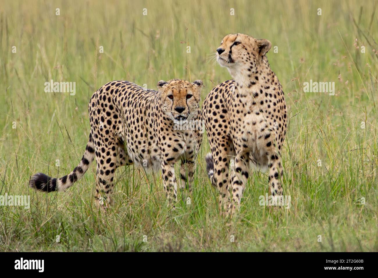 Gepard aus Masai Mara Kenia Stockfoto