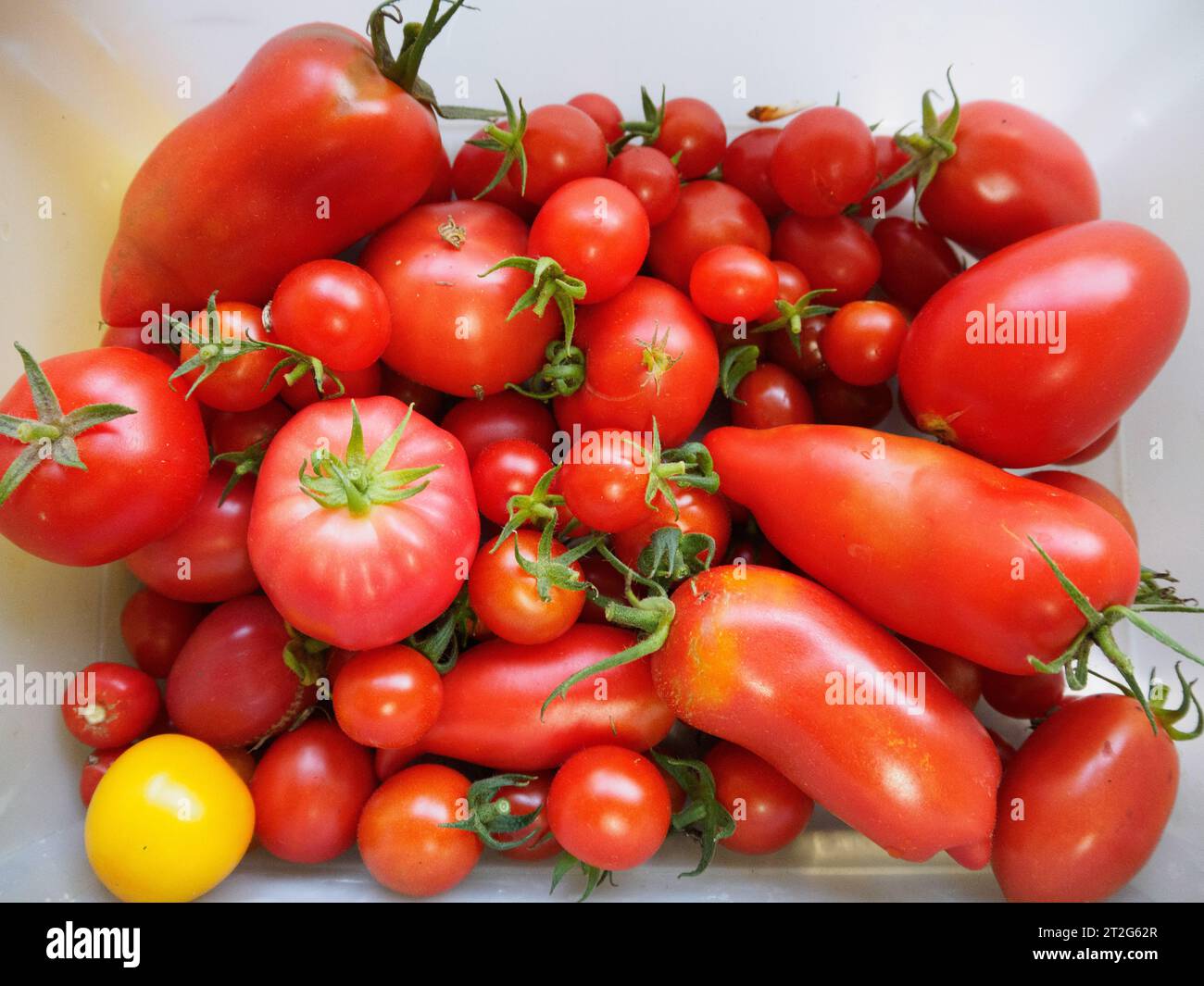 Frisch geerntete hausgemachte Tomaten Stockfoto